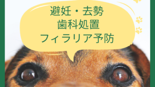 狂犬病予防接種・フィラリア予防🌸