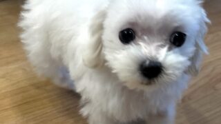 ワンちゃん紹介🐶